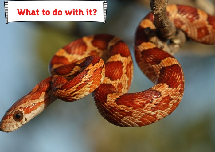 What To Do If Your Snake Makes Weird Noises?