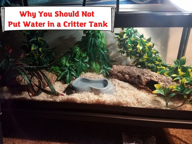 Why You Should Not Put Water in a Critter Tank