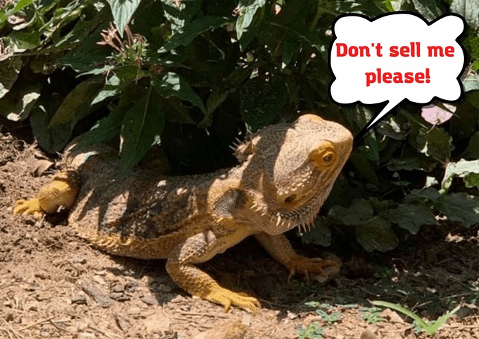 Reasons You Should Not Sell Your Bearded Dragon