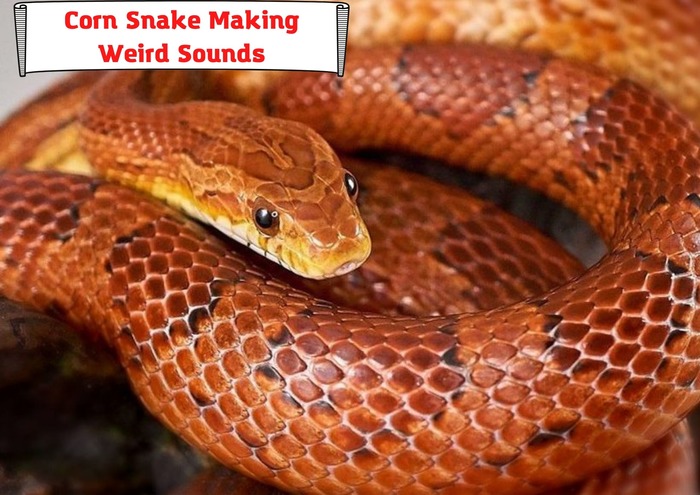 Corn Snake Making Weird Sounds: Whistling, Wheezing, Squeaking. What's wrong?