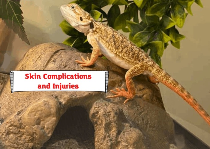 Skin Complications and Injuries 