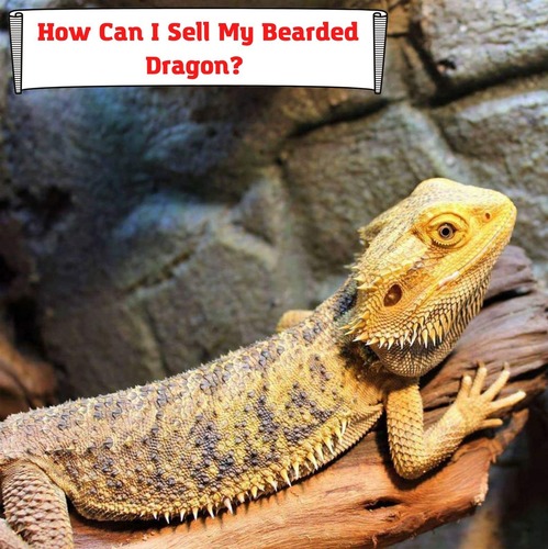 How Can I Sell My Bearded Dragon? And Some Reasons You Shouldn't Do It.