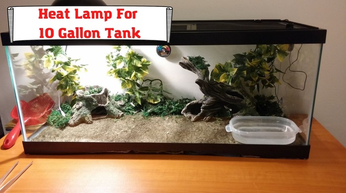 Heat Lamp For 10 Gallon Tank: Simple Guide For Choosing Equipment