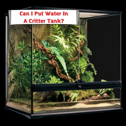 Can I Put Water In A Critter Tank? And Why You Shouldn’t Do It