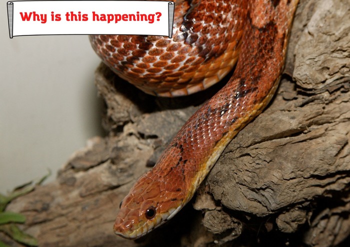 Corn Snake Making Weird Sounds: Whistling, Wheezing, Squeaking. What's  Wrong?