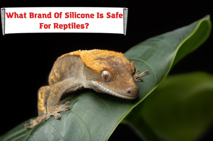 What Brand Of Silicone Is Safe For Reptiles?