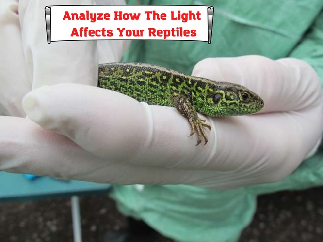 Analyze How The Light Affects Your Reptiles