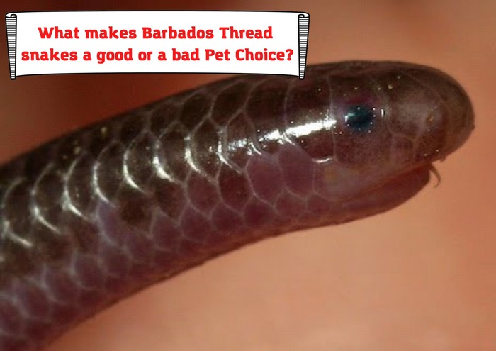What makes Barbados Thread snakes a good or a bad Pet Choice?