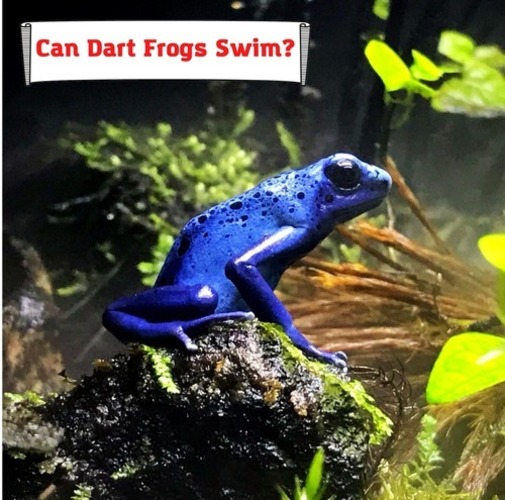 Can Dart Frogs Swim