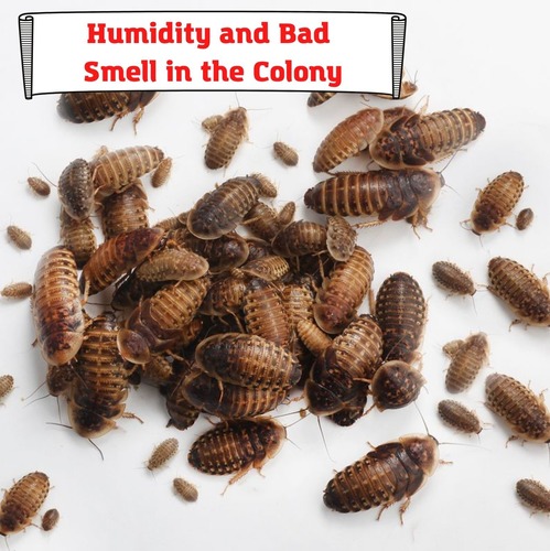 Humidity and Bad Smell in the Colony