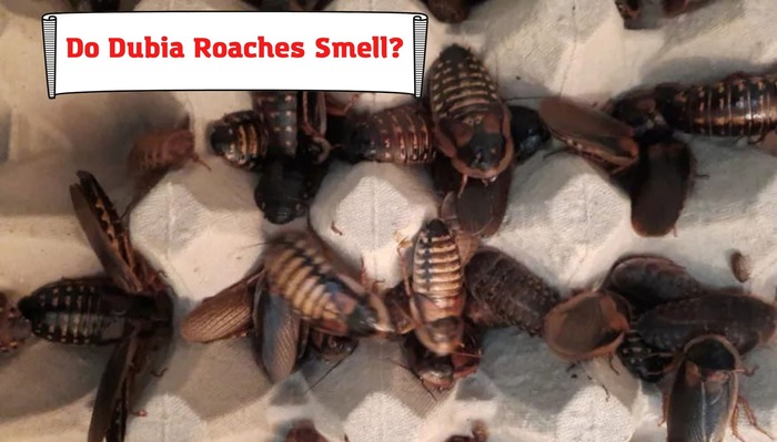 Do Dubia Roaches Smell?