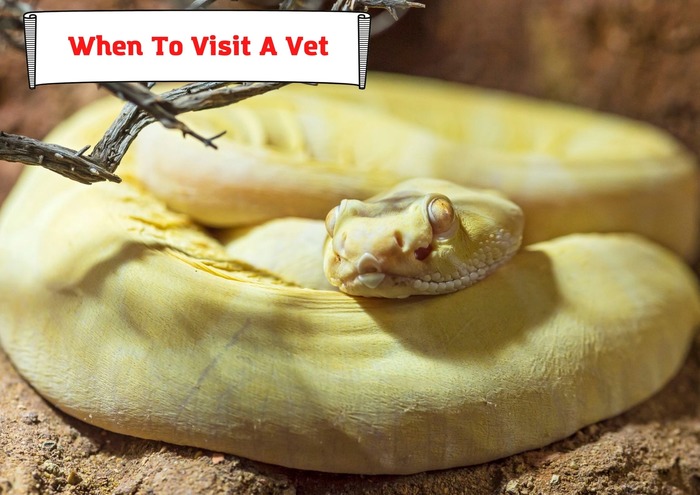 When To Visit A Vet 