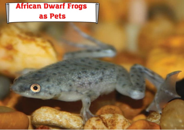 African Dwarf Frogs as Pets