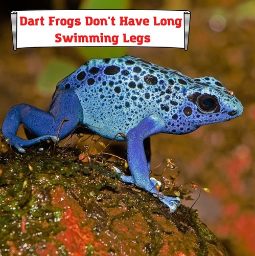 Dart Frogs Don't Have Long Swimming Legs