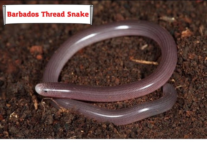Barbados Thread Snake