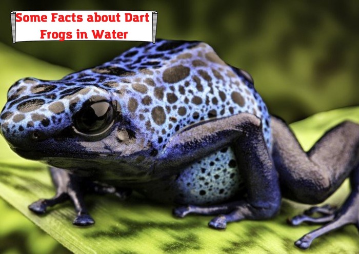 Some Facts about Dart Frogs in Water