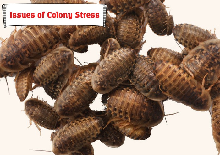 Issues of Colony Stress