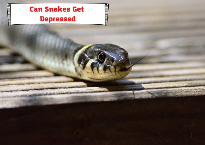 Can Snakes Get Depressed