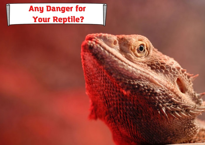 Any Danger for Your Reptile?