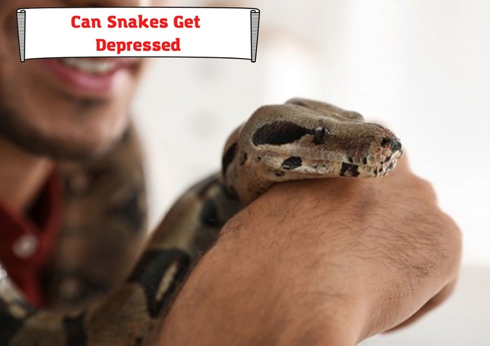 Do Snakes Experience Lack of Purpose?