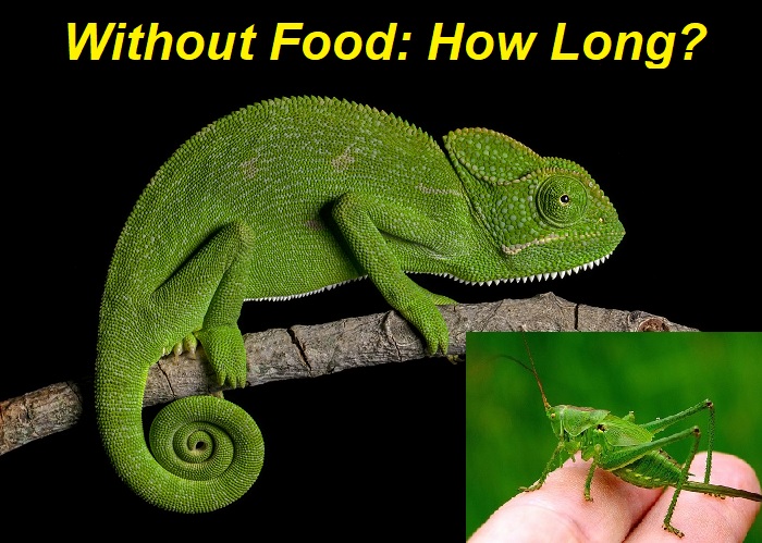 How Long Can Chameleons Go Without Eating?