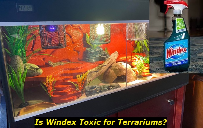 Is Toxic For Terrariums Pets? Our Investigation